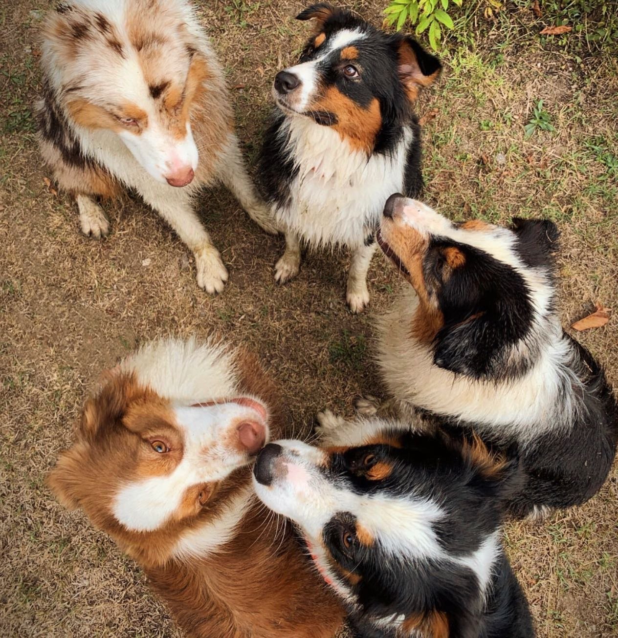 Bergers Joyeux - meute de Bergers Australiens