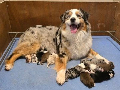 Photo portée Mystic Dreams