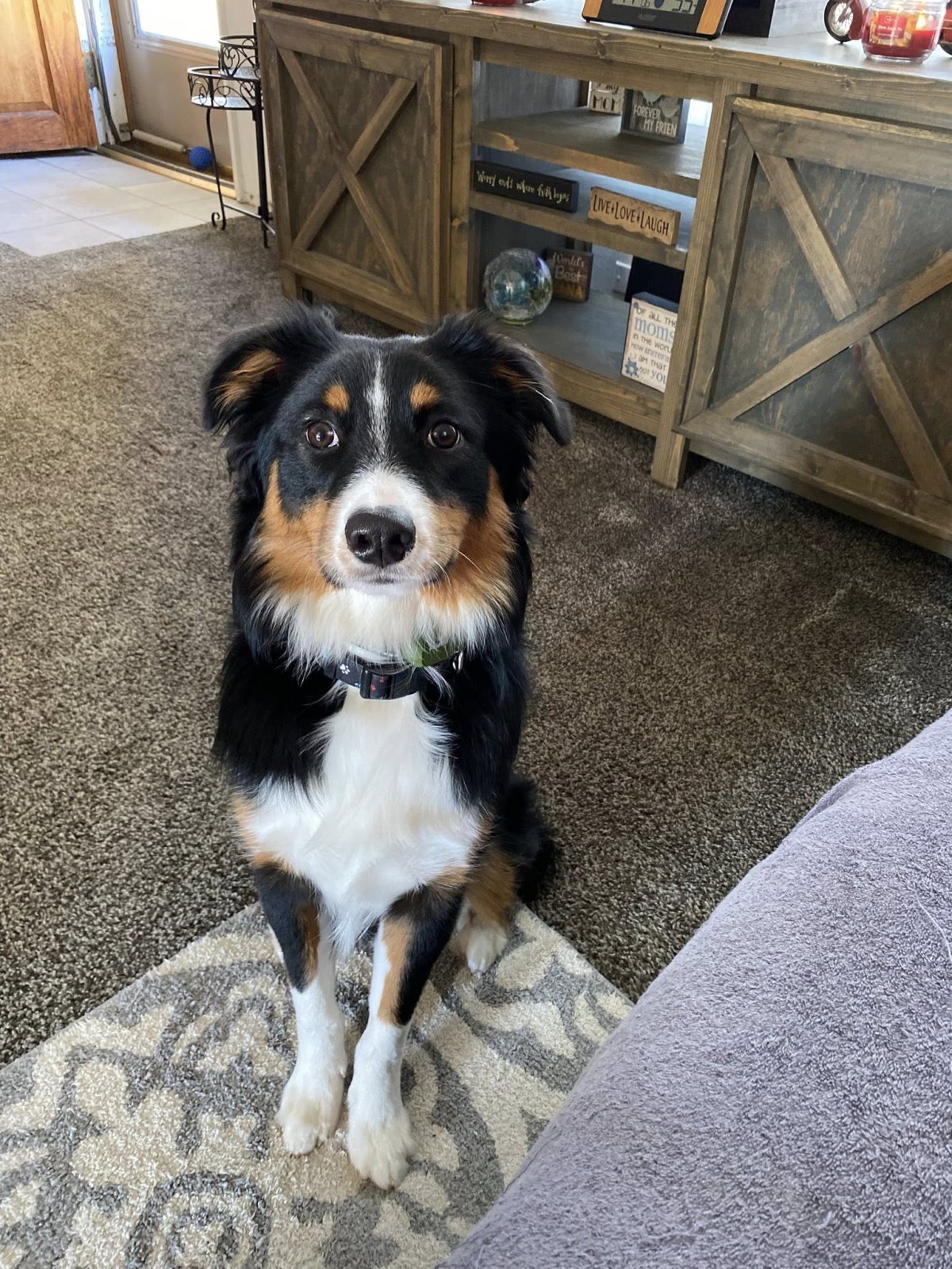 Mâle reproducteur Mystic